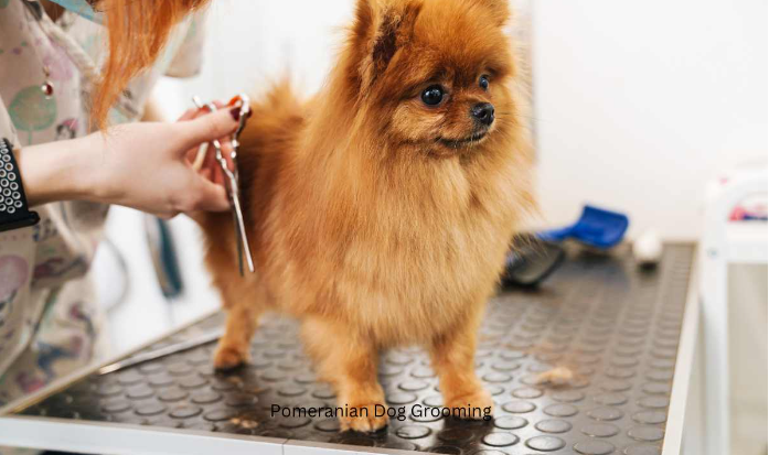 The Complete Guide To Pomeranian Dog Grooming The Complete Guide To Pomeranian Dog Grooming