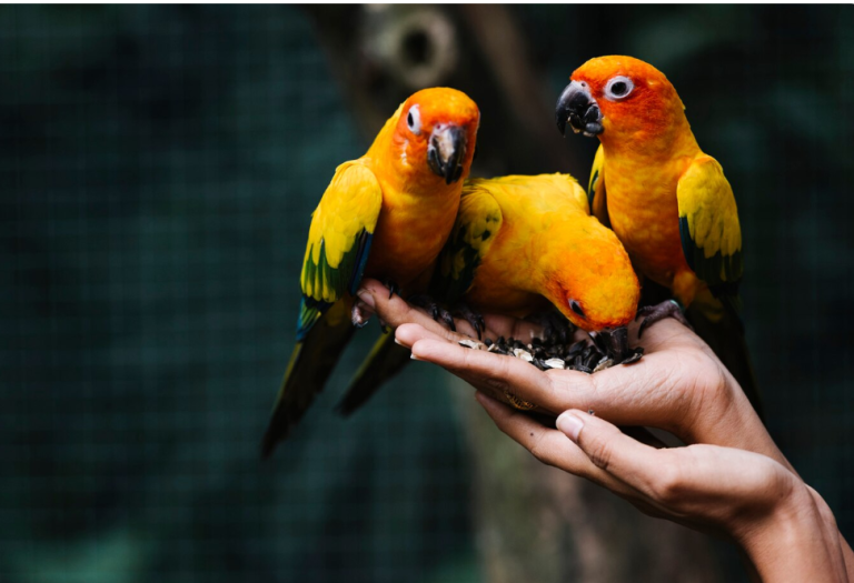 Want to Attract More Birds? Feed Them This—All Year Long! Want to Attract More Birds? Feed Them This—All Year Long!